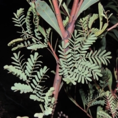 Acacia rubida at Tharwa, ACT - 26 Aug 2014 07:05 PM