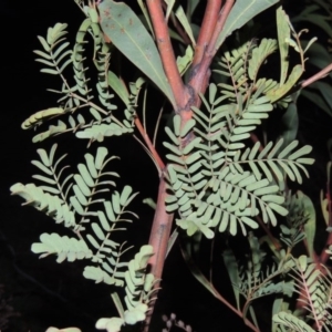 Acacia rubida at Tharwa, ACT - 26 Aug 2014 07:05 PM