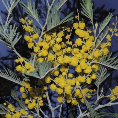 Acacia dealbata (Silver Wattle) at Tharwa, ACT - 26 Aug 2014 by MichaelBedingfield