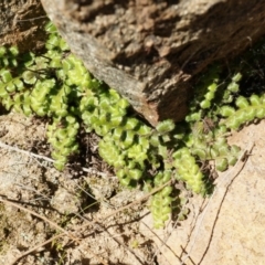 Asplenium subglandulosum (Blanket Fern) at Conder, ACT - 30 Aug 2014 by AaronClausen