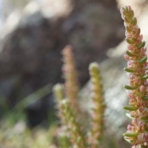 Crassula sieberiana at Conder, ACT - 30 Aug 2014