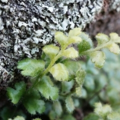 Pleurosorus rutifolius (Blanket Fern) at Conder, ACT - 30 Aug 2014 by AaronClausen