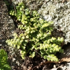 Pleurosorus rutifolius (Blanket Fern) at Conder, ACT - 30 Aug 2014 by AaronClausen