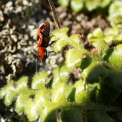 Pleurosorus rutifolius at Conder, ACT - 30 Aug 2014