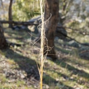 Austrostipa scabra subsp. falcata at Conder, ACT - 30 Aug 2014