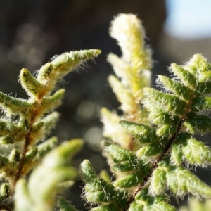 Cheilanthes distans at Conder, ACT - 30 Aug 2014