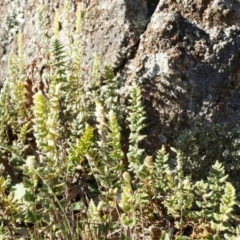 Cheilanthes distans at Conder, ACT - 30 Aug 2014