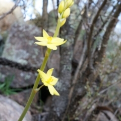 Bulbine glauca (Rock Lily) at Conder, ACT - 30 Aug 2014 by AaronClausen