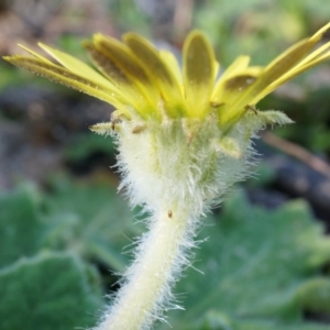 Cymbonotus sp. (preissianus or lawsonianus) at Conder, ACT - 30 Aug 2014