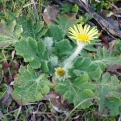 Cymbonotus sp. (preissianus or lawsonianus) at Conder, ACT - 30 Aug 2014