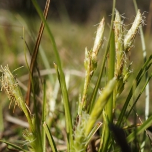 Carex breviculmis at Conder, ACT - 30 Aug 2014