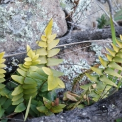 Pellaea calidirupium (Hot Rock Fern) at Conder, ACT - 30 Aug 2014 by AaronClausen