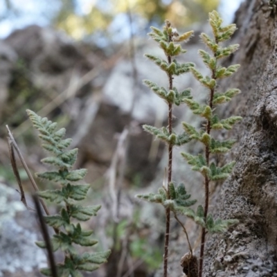 Cheilanthes distans (Bristly Cloak Fern) at Conder, ACT - 30 Aug 2014 by AaronClausen
