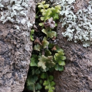 Asplenium subglandulosum at Conder, ACT - 30 Aug 2014