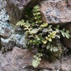 Pleurosorus rutifolius at Conder, ACT - 30 Aug 2014