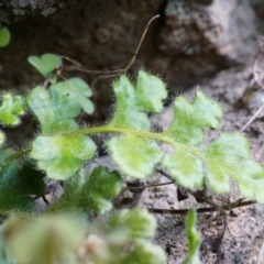 Pleurosorus rutifolius (Blanket Fern) at Conder, ACT - 30 Aug 2014 by AaronClausen