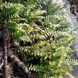 Pellaea calidirupium at Conder, ACT - 30 Aug 2014