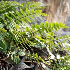 Pellaea calidirupium at Conder, ACT - 30 Aug 2014 04:06 PM