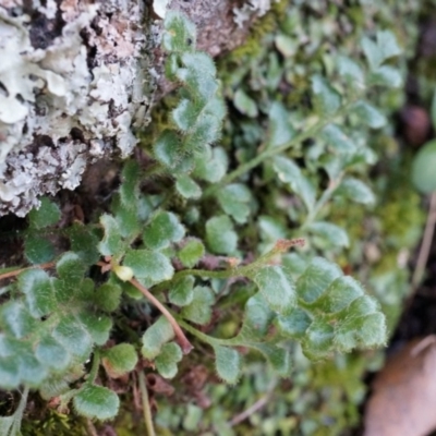 Pleurosorus rutifolius (Blanket Fern) at Conder, ACT - 30 Aug 2014 by AaronClausen