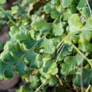 Pleurosorus rutifolius at Conder, ACT - 30 Aug 2014