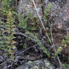 Cheilanthes distans at Conder, ACT - 30 Aug 2014 04:11 PM