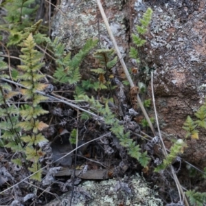 Cheilanthes distans at Conder, ACT - 30 Aug 2014