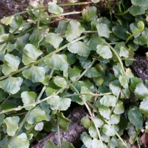 Asplenium flabellifolium at Conder, ACT - 30 Aug 2014