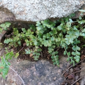 Asplenium subglandulosum at Conder, ACT - 30 Aug 2014