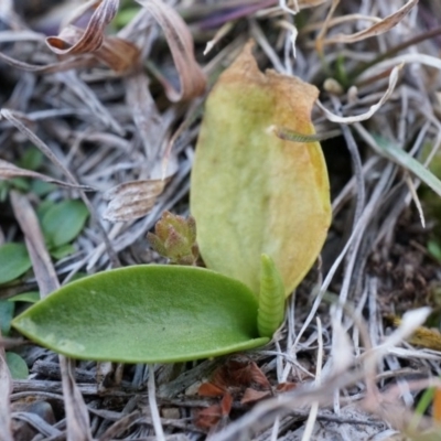 Ophioglossum lusitanicum (Adder's Tongue) at Conder, ACT - 30 Aug 2014 by AaronClausen