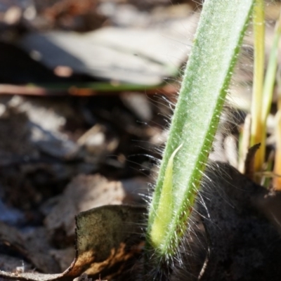 Caladenia atrovespa (Green-comb Spider Orchid) at Canberra Central, ACT - 30 Aug 2014 by AaronClausen