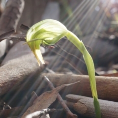 Pterostylis nutans (Nodding Greenhood) at Canberra Central, ACT - 30 Aug 2014 by AaronClausen