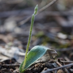 Glossodia major (Wax Lip Orchid) at Black Mountain - 31 Aug 2014 by AaronClausen