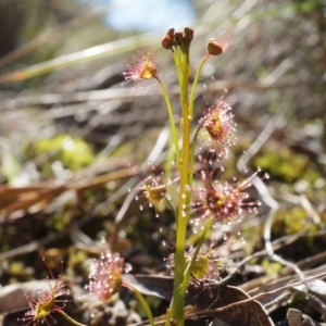 Drosera auriculata at Canberra Central, ACT - 31 Aug 2014