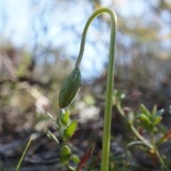 Microseris walteri (Yam Daisy, Murnong) at Canberra Central, ACT - 31 Aug 2014 by AaronClausen