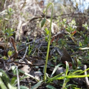 Microseris walteri at Canberra Central, ACT - 31 Aug 2014 10:34 AM