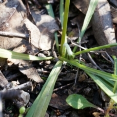 Microseris walteri at Canberra Central, ACT - 31 Aug 2014