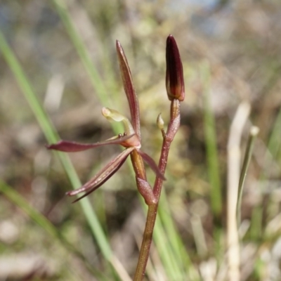 Cyrtostylis reniformis (Common Gnat Orchid) at Bruce, ACT - 31 Aug 2014 by AaronClausen