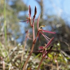 Cyrtostylis reniformis at suppressed - suppressed