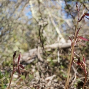 Cyrtostylis reniformis at suppressed - suppressed