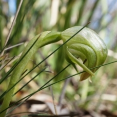 Pterostylis nutans (Nodding Greenhood) at Canberra Central, ACT - 31 Aug 2014 by AaronClausen