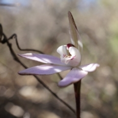 Caladenia fuscata (Dusky Fingers) at Canberra Central, ACT - 31 Aug 2014 by AaronClausen