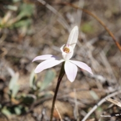 Caladenia fuscata at Canberra Central, ACT - 31 Aug 2014