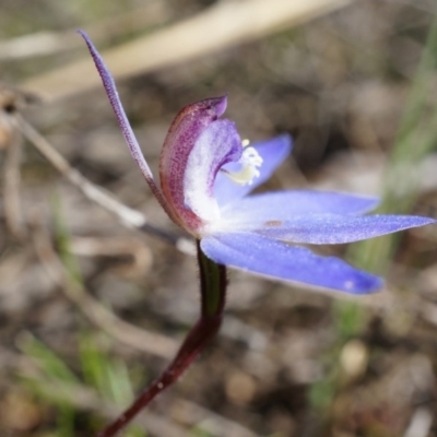 Cyanicula caerulea (Blue Fingers, Blue Fairies) at Canberra Central, ACT - 31 Aug 2014 by AaronClausen