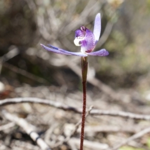 Cyanicula caerulea at Canberra Central, ACT - 31 Aug 2014