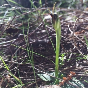 Pterostylis pedunculata at Hackett, ACT - 31 Aug 2014