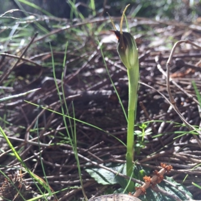 Pterostylis pedunculata (Maroonhood) at Hackett, ACT - 31 Aug 2014 by AaronClausen