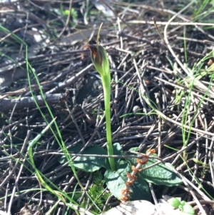 Pterostylis pedunculata at Hackett, ACT - 31 Aug 2014