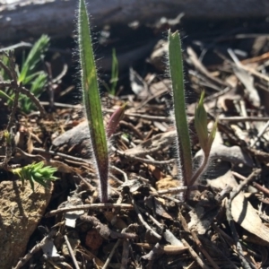 Caladenia actensis at suppressed - 31 Aug 2014