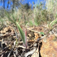 Caladenia actensis at suppressed - 31 Aug 2014