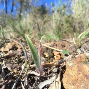 Caladenia actensis at suppressed - 31 Aug 2014